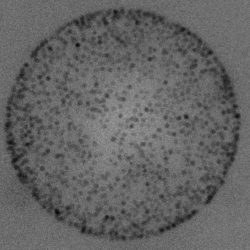 Iron Oxide nanoparticle cluster